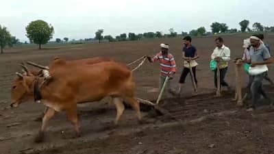 शेतकऱ्यांनी सोयाबीनची पेरणी कधी करावी? कृषी विभागाचा मोलाचा सल्ला