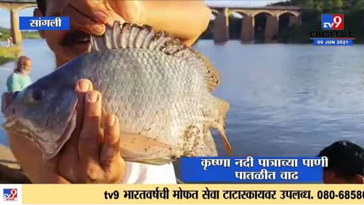 Sangali | कृष्णा नदीत सापडला चिलापी जातीचा मासा Sangali | कृष्णा नदीत सापडला चिलापी जातीचा मासा