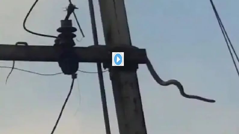 Video | दहा फुटाचा साप चढला विजेच्या खांबावर, शॉक लागल्यामुळे घडला मोठा अपघात, व्हिडीओ व्हायरल