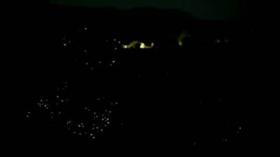 भंडारदरा-घाटघर परिसरातील वृक्षराजीवर काजव्यांची मायावी लखलखती दुनिया, कोरोनामुळं काजवा महोत्सव रद्द