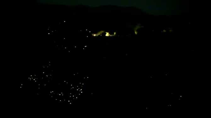 भंडारदरा-घाटघर परिसरातील वृक्षराजीवर काजव्यांची मायावी लखलखती दुनिया, कोरोनामुळं काजवा महोत्सव रद्द