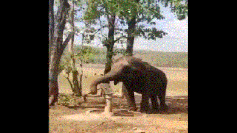 Video | पाणी पिण्यासाठी जीव व्याकूळ, तहानलेल्या हत्तीचा संयम एकदा पहाच !