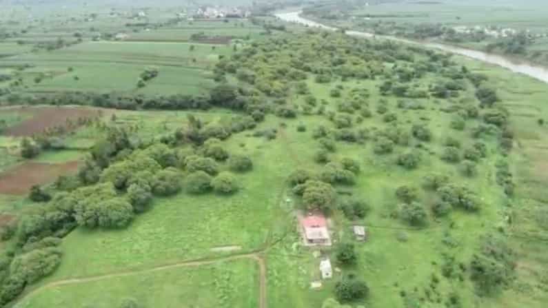 मान्सूनपूर्व पावसाच्या सरींमुळे सांगलीच्या पलूस तालुक्यातील आमणापूर बुर्लीदरम्यान असणारे बचाप्पा बन बहरले आहे.