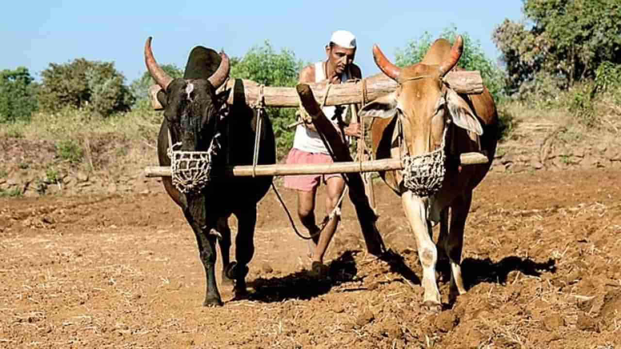 प्रधानमंत्री पीक विमा योजनेस 23 जुलैपर्यंत मुदतवाढ, महाराष्ट्रातील 46 लाखांहून अधिक शेतकरी सहभागी
