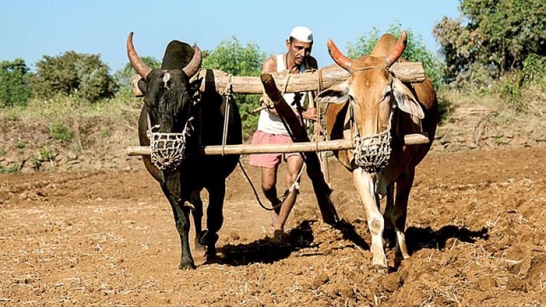 अकोल्यात शेतकऱ्यांवर दुबार पेरणीचे संकट, पावसाअभावी 70 टक्के पेरण्या खोळंबल्या