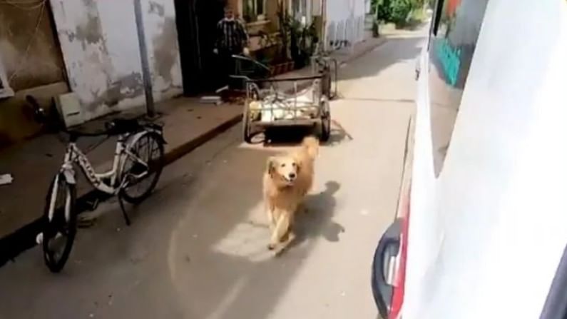 VIDEO | मालक रुग्णवाहिकेत, इमानदार कुत्रा मागोमाग धावत थेट रुग्णालयात