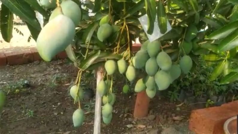 sangli mango production 1