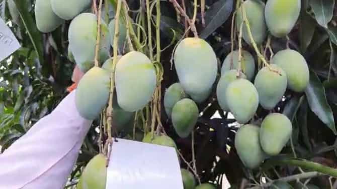 एकाच झाडावर 22 जातीच्या आंब्याचे उत्पादन, सांगलीतील शेतकऱ्याचा यशस्वी प्रयोग
