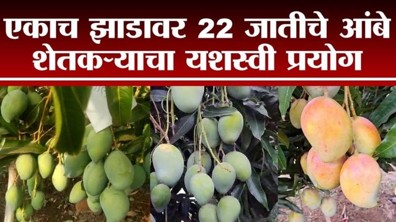 Sangali | एकाच झाडावर 22 जातीच्या आंब्याचे उत्पादन, सांगलीतील शेतकऱ्याचा यशस्वी प्रयोग