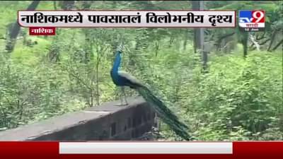 Nashik | केतकीच्या वनी तिथे नाचला गं मोर! नाशिकमधील पावसातलं विलोभनीय दृश्य