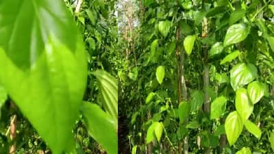 अनलॉक होताच नागवेली पानाची मागणी वाढली, पान विड्याला लाली आली!