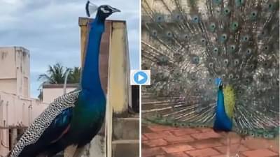 Viral Video: मोर छतावर आला अन् अचानकपणे फुलविला पिसारा, पाहा नयनरम्य व्हिडीओ
