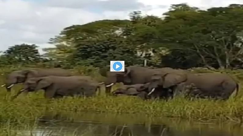 Video | तहानलेल्या हत्तीवर मगरीचा हल्ला, जबड्यात पकडून पाण्यात नेण्याचा प्रयत्न, पाहा थरारक व्हिडीओ