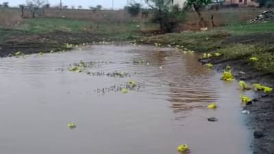 पावसातून पिवळे बेडकू पडल्याची अफवा, बुलडाण्याच्या खामगावात नागरिकांमध्ये भीती, पर्यावरणतज्ज्ञ म्हणतात...