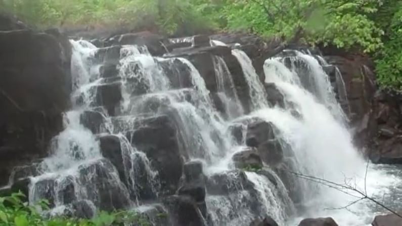 गेल्या काही दिवसांपासून महाराष्ट्रात ठिकठिकाणी मुसळधार पाऊस कोसळत आहे. त्यामुळे नद्या, ओहोळ आणि धबधबे पुन्हा जिवंत झाले आहेत.