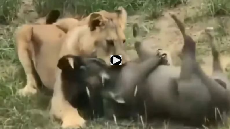 Video | सिंहाच्या जबड्यात रानडुकराची तडफड, पाहा शिकारीचा थरारक व्हिडीओ
