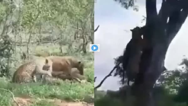 Video | मांस खाण्यासाठी दोघांची चढाओढ, बिबट्याचा मास्टरस्ट्रोक एकदा पाहाच