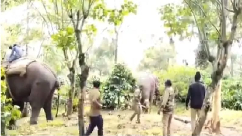 Video : हततीच्या! हत्तीने हत्तीला आणले नियंत्रणात; व्हायरल व्हिडीओ पाहून तुम्हीही दंग व्हाल!