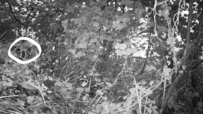 Photo : मिझोरमच्या डंपा रिझर्व्हमध्ये 7 वर्षानंतर वाघोबाचे दर्शन, फोटो सोशल मीडियावर व्हायरल