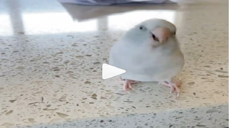Video : इवल्याशा पक्ष्याचा गोड चिवचिवाट, खट्याळपणे म्हणतोय I Love You, व्हिडीओ पाहाच