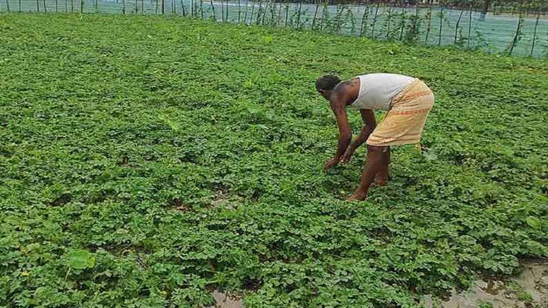 शेतकऱ्यांना मालामाल बनवेल 'ही' औषधी वनस्पती, एका एकरात 4 लाख रुपयांपर्यंत कमाईची संधी