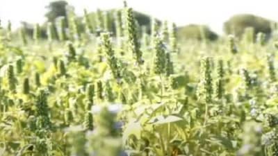 ना पशुपक्ष्यांकडून नुकसान, ना रोगाची भीती, या पिकाची लागवड करुन व्हा मालामाल