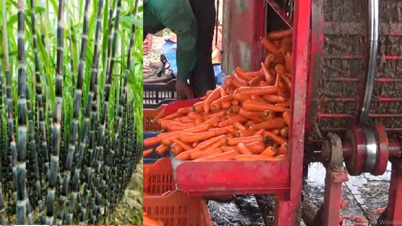 ऊसाला गाजर दाखवलं!, पारंपारिक शेतीला फाटा, गाजराच्या शेतीतून भरघोस नफा, गावाचा जिल्ह्यात गाजावाजा