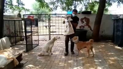 संतापजनक ! मुलांसोबत खेळण्यासाठी कुत्र्याचं पिल्लू आणलं, इसमाचं डोकं सटकलं, थेट गच्चीवरुन खाली फेकलं