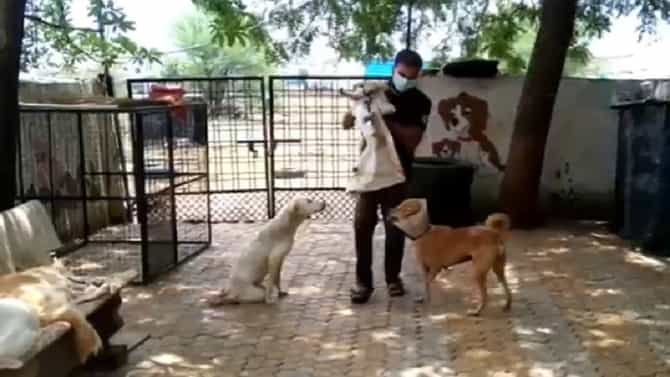 संतापजनक ! मुलांसोबत खेळण्यासाठी कुत्र्याचं पिल्लू आणलं, इसमाचं डोकं सटकलं, थेट गच्चीवरुन खाली फेकलं