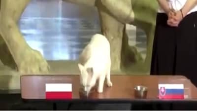 अरेच्चा! ही मांजर तर भविष्य सांगते, Euro 2020 सामन्यांबद्दल करतेय भविष्यवाणी, व्हिडीओ व्हायरल