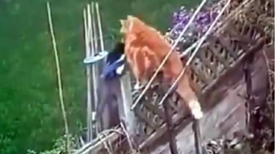 Video | पक्ष्यांच्या हल्ल्यामध्ये मांजर हतबल, शेवटी पळ काढला, पाहा मजेदार व्हिडीओ