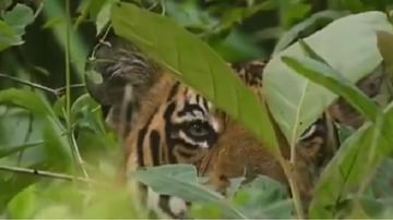 Video | घनदाट जंगलात लपून बसला, संधी मिळताच हरणावर झेप, पाहा वाघाने केलेल्या शिकारीचा थरारक व्हिडीओ