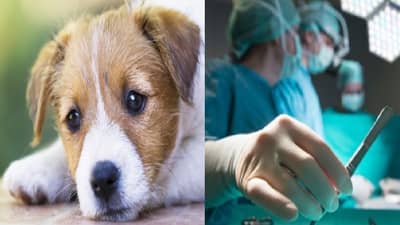 लठ्ठपणा कमी करण्यासाठी कुत्र्यावर शस्त्रक्रिया, अवघ्या 5 दिवसांत 5 किलो वजन घटले