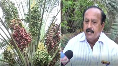 बार्शीच्या शेतकऱ्याची दुष्काळावर मात, खजूर शेतीतून लाखोंची कमाई, राजेंद्र देशमुख यांची प्रेरणादायी यशोगाथा नक्की वाचा