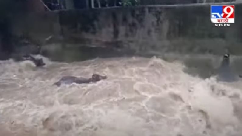 Video | पुराच्या पाण्यात गेल्या 3 म्हशी वाहून, विरारमधील धक्कादायक घटना