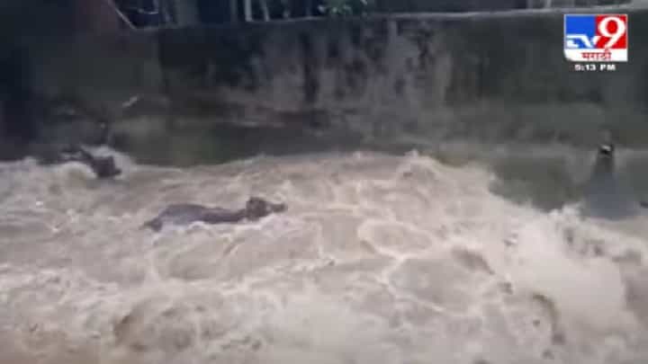 Video | पुराच्या पाण्यात गेल्या 3 म्हशी वाहून, विरारमधील धक्कादायक घटना Video | पुराच्या पाण्यात गेल्या 3 म्हशी वाहून, विरारमधील धक्कादायक घटना