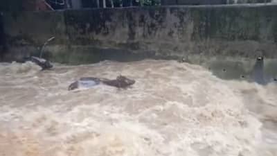 Maharashtra Rains : पंचगंगा पात्राबाहेर, कोकणात कोसळधार, ठाणे-विरारमध्ये धुवाँधार, राज्यात कुठे काय परिस्थिती?