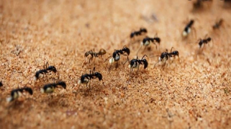 मुंग्या सरळ रेषेत का बरं चालतात?, त्यामागे आहे इंट्रेस्टिंग कारण...