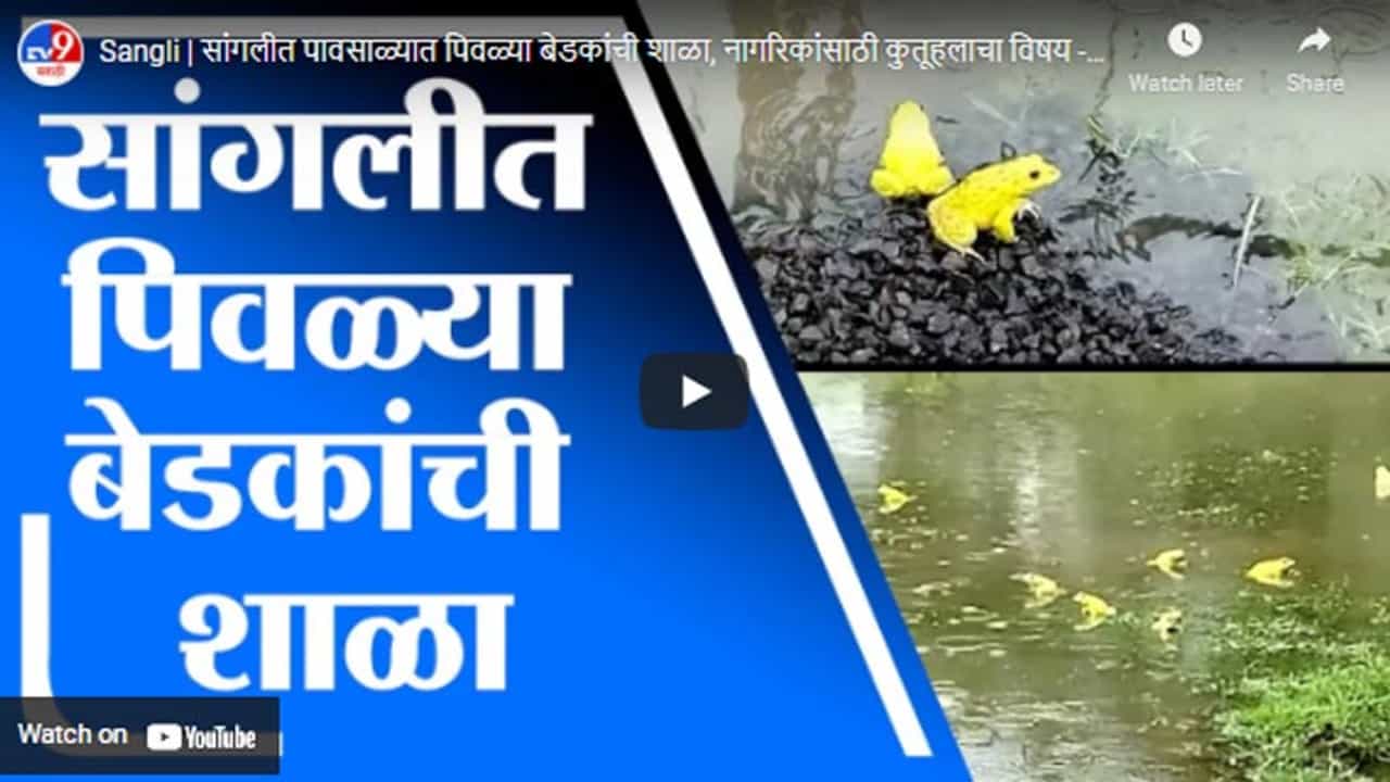 Sangli | सांगलीत पावसाळ्यात पिवळ्या बेडकांची शाळा, नागरिकांसाठी कुतूहलाचा विषय