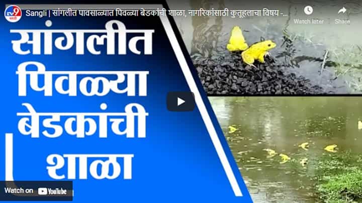 Sangli | सांगलीत पावसाळ्यात पिवळ्या बेडकांची शाळा, नागरिकांसाठी कुतूहलाचा विषय Sangli | सांगलीत पावसाळ्यात पिवळ्या बेडकांची शाळा, नागरिकांसाठी कुतूहलाचा विषय