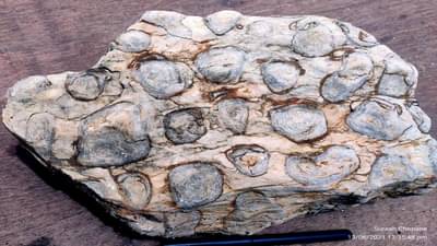 विदर्भात 150 ते 200 कोटी वर्षांपूर्वी समुद्र असल्याचा दावा, यवतमाळमध्ये सापडले दुर्मिळ जीवाश्मांचे अवशेष