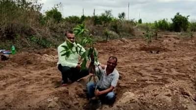 शेतकऱ्यांचा बागायती पिकांना रामराम, फळबाग लागवडीकडे वाढता ओढा, आंब्याची रोपं लावण्याकडं कल