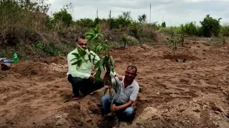 शेतकऱ्यांचा बागायती पिकांना रामराम, फळबाग लागवडीकडे वाढता ओढा, आंब्याची रोपं लावण्याकडं कल