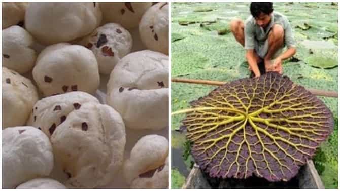 मखाना शेतीतून या राज्यातील शेतकऱ्यांना 3 ते 4 लाखांची कमाई, जाणून घ्या मखाना शेती नेमकी कशी करतात?