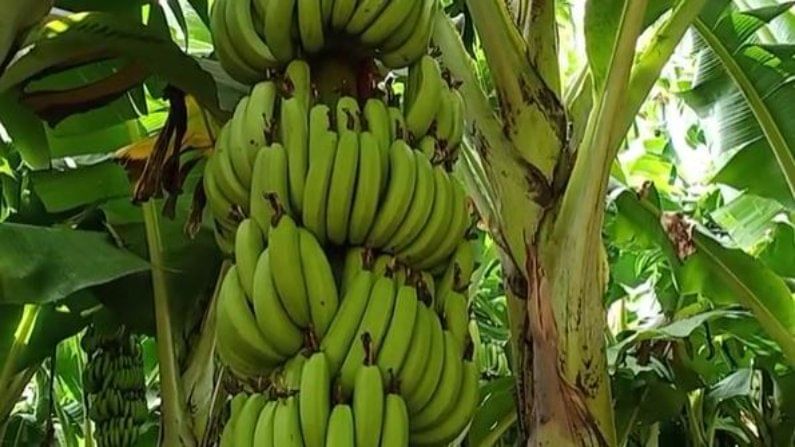 जळगावातील केळी उत्पादकांची आंतरराष्ट्रीय बाजारपेठेकडे कूच, 20 मेट्रिक टन केळीचा कंटेनर दुबईला रवाना
