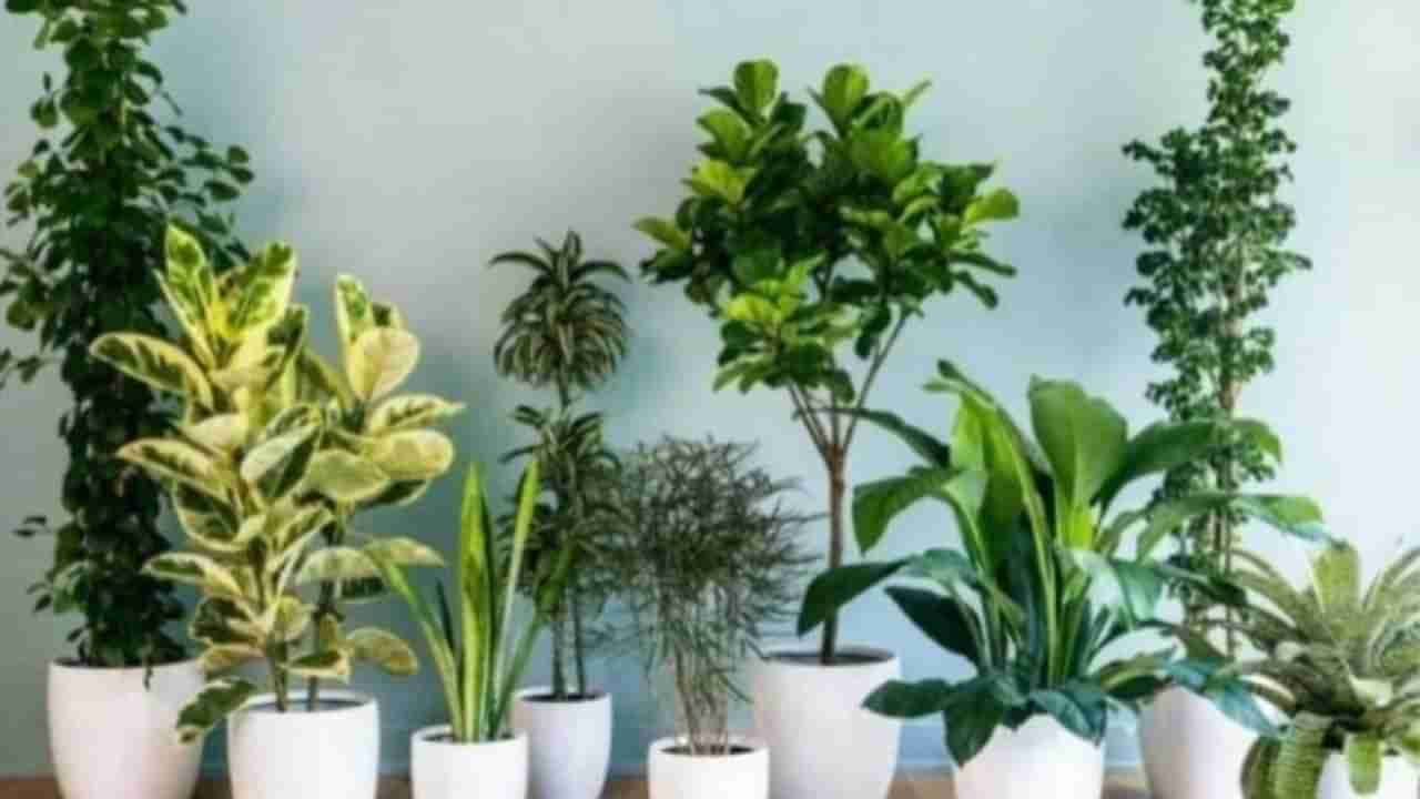 Lucky Plants | घरात ही पाच झाडं लावा, कधीही धन-धान्याची कमतरता भासणार नाही, ग्रह दोष आणि वास्तुदोषही दूर होईल