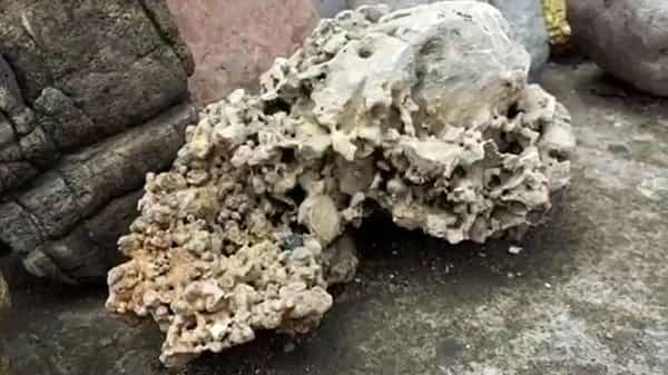 यवतमाळ जिल्ह्यातील वणी शहरालगतच्या ग्रामीण भागात अति प्राचीन काळात समुद्रात तयार झालेले विविध काळातील चूनखडक आढळतात. याच चुनखडकात 150 ते 200 कोटी वर्षाच्या निओ-प्रोटोरोझोईक काळातील अतिशय दुर्मिळ जीवाश्म सापडले आहेत.