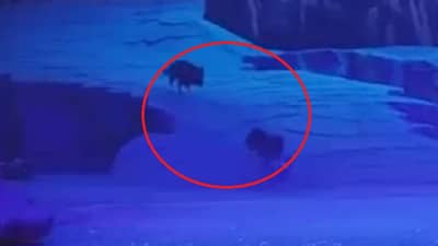 Video | नाटकाच्या प्रयोगादरम्यान लांडग्यांचा हल्ला, कलाकार भांबावले, व्हिडीओ व्हायरल