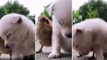 Video | छोट्याशा कुत्र्याला झोप अनावर, पडतोय पक्ष्याच्या अंगावर, मजेदार व्हिडीओ एकदा पहायलाच हवा !
