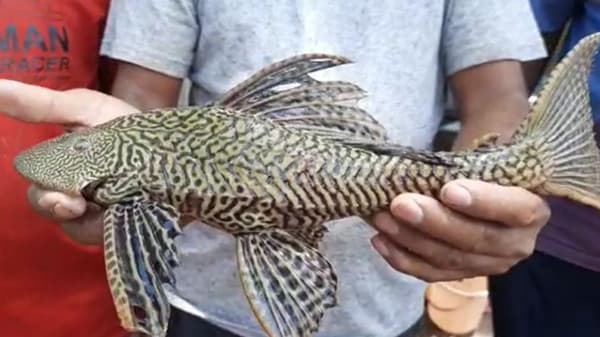 सांगलीच्या कृष्णा नदीच्या पात्रात एक हेलिकॉप्टर नावाचा दुर्मिळ मासा सापडला आहे.